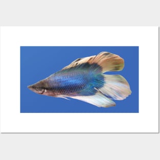 Majestic Blue Betta Fish Posters and Art